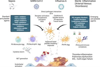 Platelet in thrombo-inflammation: Unraveling new therapeutic targets